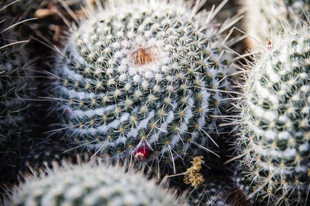 Sphere cactus' placed amongst eachother with flowers blooming off sides centered in direct sunlight.の写真素材