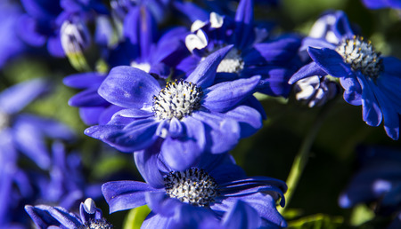 Close up of patch of blue flowers with white freckled center, blooming up from green flower stem toward the sunlight.の写真素材