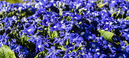 Huge field patch of blooming blue flowers clustered together hiding tall green garden grass below them.の写真素材