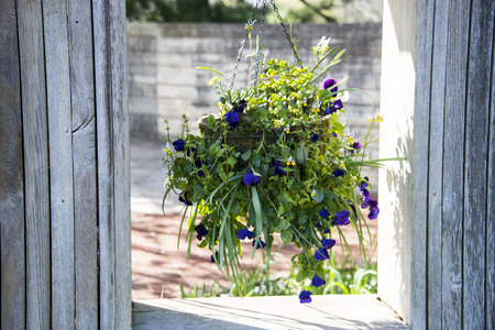 Pot holding strings of long garden grass with small baby blue flowers blooming from the inside hanging in window hole.の写真素材