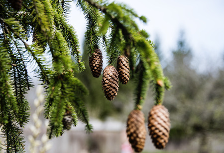 Big to small pinecones hang from pine tree in direct sunlight drooping down with more trees blurred in background.の写真素材
