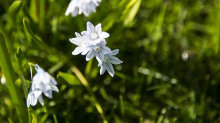 Small white flowers stand out amongst fresh green garden grass.の写真素材