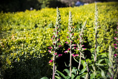 Tall flower stems with little pink flower buds beggining to bloom taken in front of fields of hedges.の写真素材