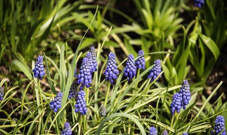 Patches of blue flowers blooming out of tall grass field.の写真素材