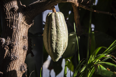 Cocoa bean hanging fresh and ripe hanging from a tree and directly captured.の写真素材