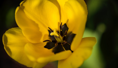 Yellow tulip flower closeup with green dark backgroundの写真素材