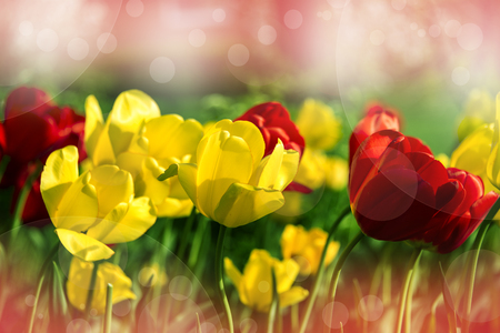 Yellow and red beautifull tulip flowers in the spring on sunny dayの写真素材