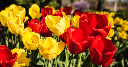Elegant spring flower tulips on sunny day in the garden, yellow and redの写真素材