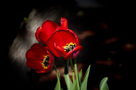 Beautifull three red spring tulips with black backgroundの写真素材