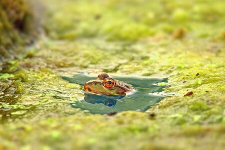 Frog head on the water surface. Bokeh in the backgroundの写真素材