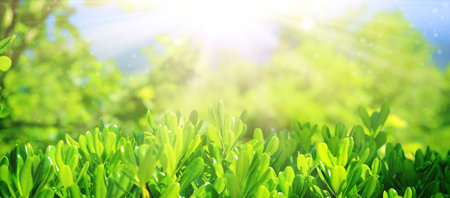 Green leaves with sunlight and bokeh background. Nature and environment concept.の写真素材