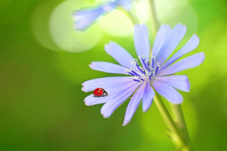 Ladybug on chicory flower in the garden. Macro photography.の写真素材