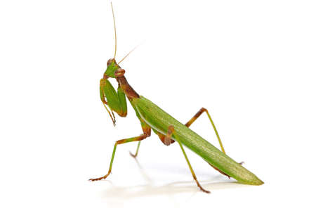 praying mantis close-up, cut out on a white background, macro photography studio shot