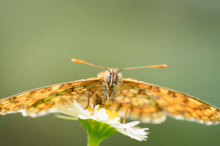 A macro photography of rare species of butterfly sitting on theの写真素材
