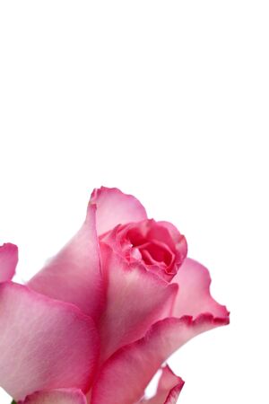 Beautiful rose on an isolated backgroundの写真素材