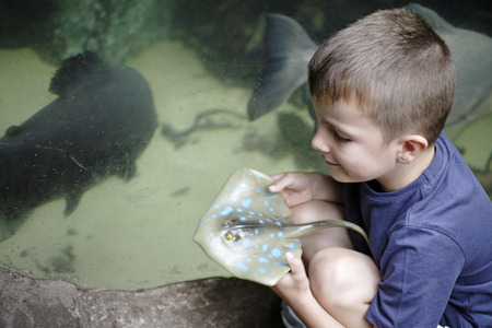 Young boy crouching beside large aquarium holding a toy Sting Rayの写真素材