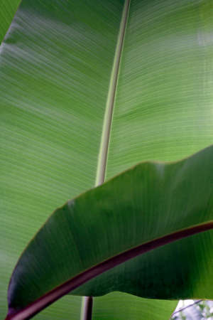 Close up of wild palm leaf creating a background style patternの写真素材