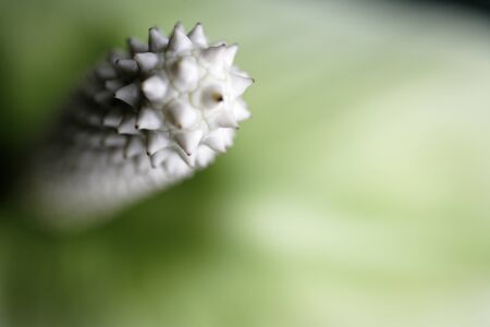 Beautiful close up detail shot of a large white flowers stamenの写真素材