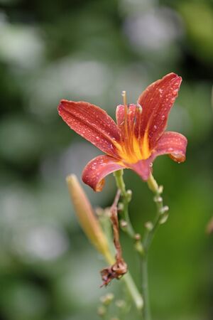 Beautiful wild red flower with water droplets onの写真素材