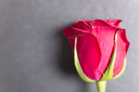 Detail of a red rose flower on black slate with copy spaceの写真素材