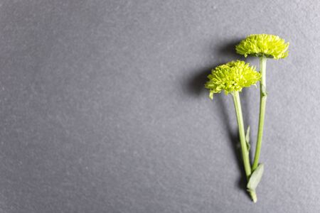 Two delicate yellow flowers on black slate with copy spaceの写真素材