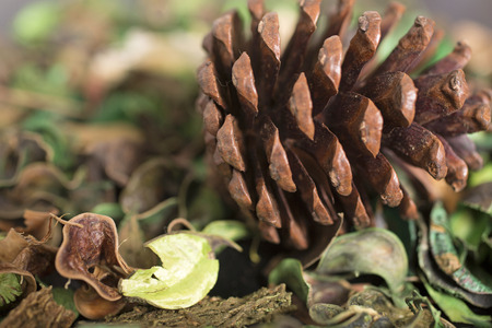 Pot Pourri background with detail on the dried leaves and large pine coneの写真素材