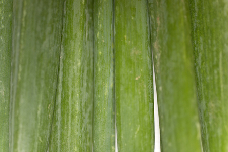 Large spring onion bulbs on a light wooden surfaceの写真素材