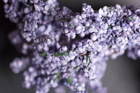 Detail of fresh lavender buds on a dark slate backgroundの写真素材