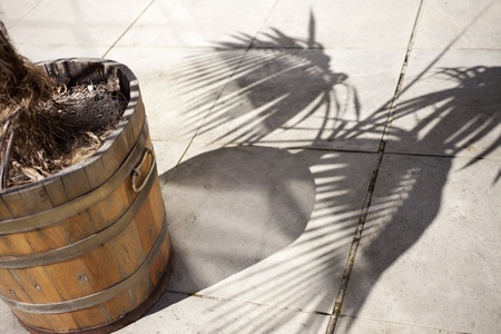 palm terraceの写真素材