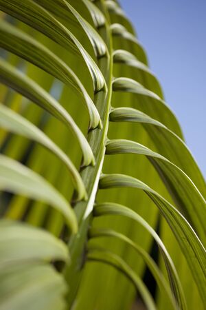 palm leaf