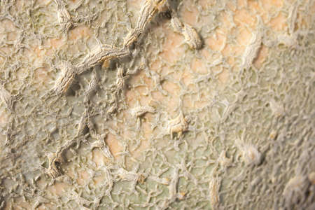 closeup of a pumpkin peelの写真素材