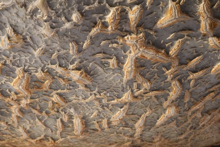 closeup of a pumpkin peelの写真素材