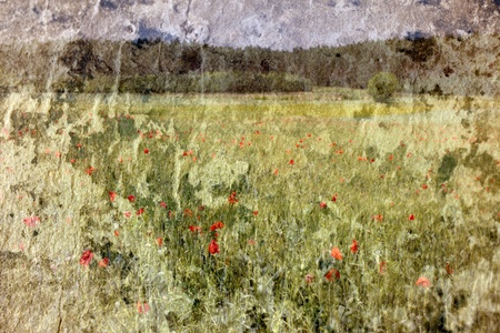 poppy fieldの写真素材
