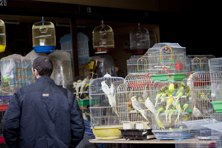 ODESSA, UKRAINE - NOVEMBER 4  birds on the stall on November 4, 2012 in Odessa, Ukraine  のeditorial素材