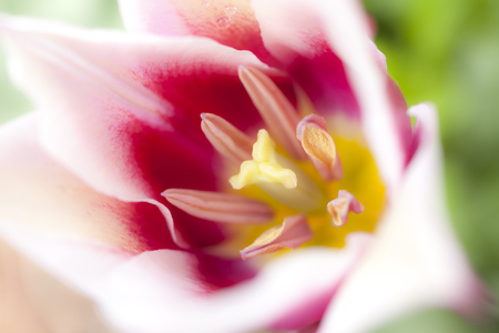 Extreme closeup of a tulip interiorの写真素材