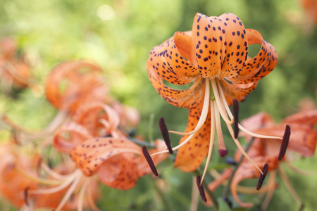 orange lily in summer gardenの写真素材