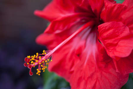 red hibiscus flower with blurry backgroundの写真素材