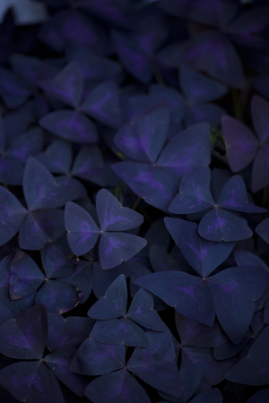dark violet leaves for backgroundの写真素材