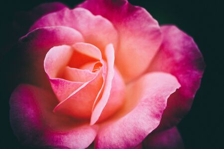 colorful blurry rose for backgroundの写真素材