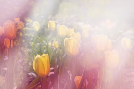 Spring sunny day floral backgroundの写真素材