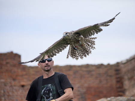 LIW, POLAND - September 13, 2016: Falcon hunting show on XV Knights tournament in LIW, Polandのeditorial素材