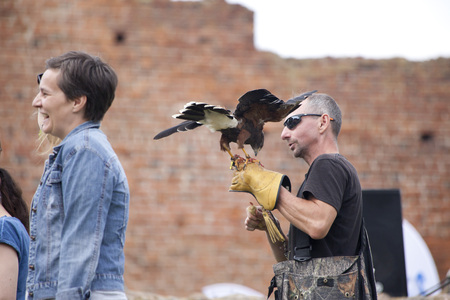 LIW, POLAND - September 13, 2016: Falcon hunting show on XV Knights tournament in LIW, Poland