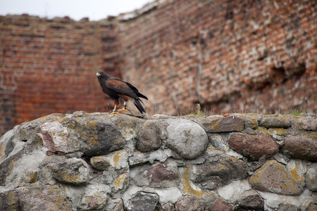 LIW, POLAND - September 13, 2016: Falcon hunting show on XV Knights tournament in LIW, Polandのeditorial素材