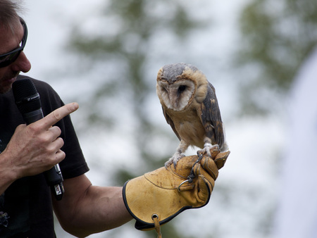 LIW, POLAND - September 13, 2016: Falcon hunting show on XV Knights tournament in LIW, Polandのeditorial素材