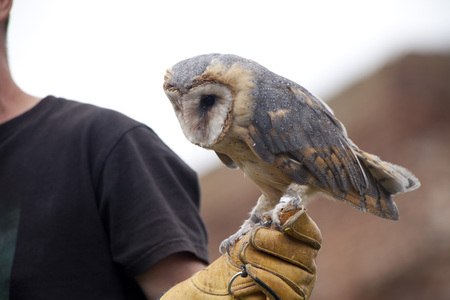 LIW, POLAND - September 13, 2016: Falcon hunting show on XV Knights tournament in LIW, Polandのeditorial素材