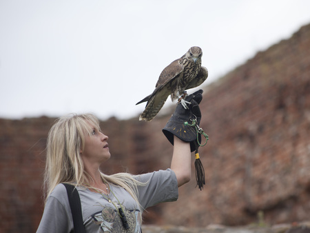 LIW, POLAND - September 13, 2016: Falcon hunting show on XV Knights tournament in LIW, Polandのeditorial素材