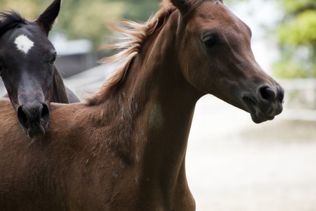 horses on the pastureの写真素材