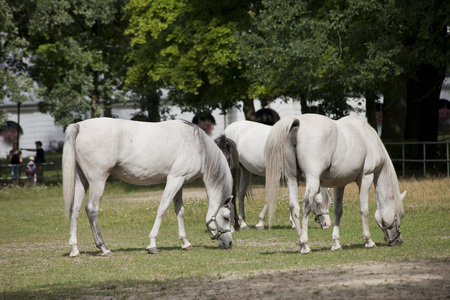 horses on the pastureの写真素材