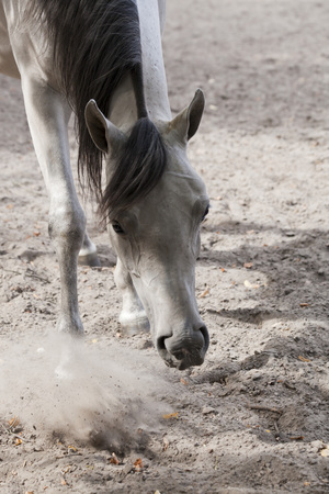 horses on the pastureの写真素材