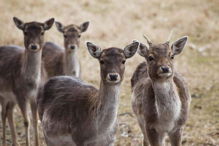 Fallow Deeron the meadow in the autumnの写真素材